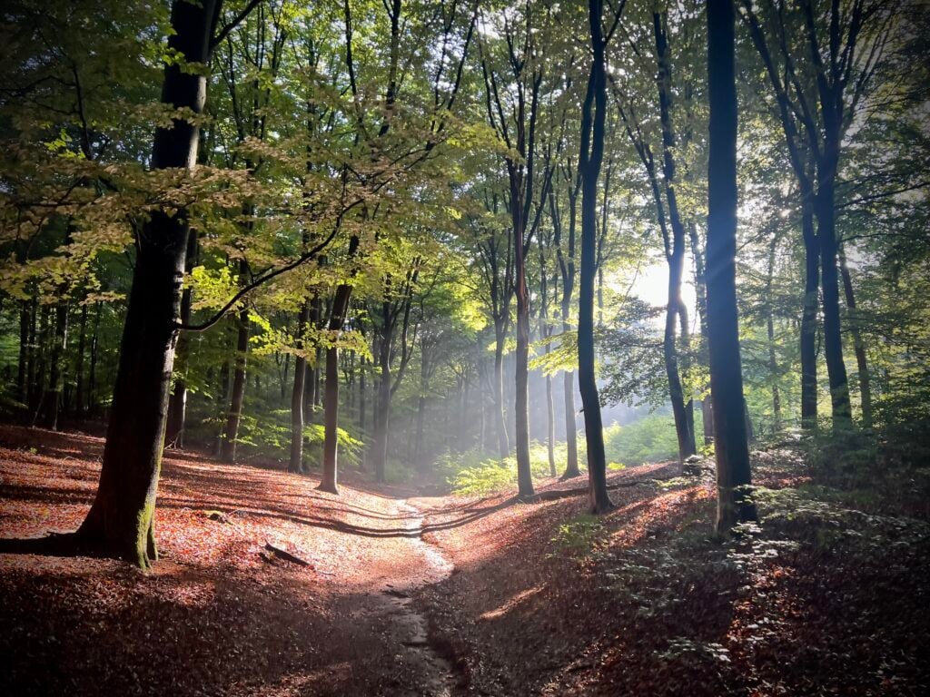 05-Amerongse-Bossen-Trailrunning-1024x768